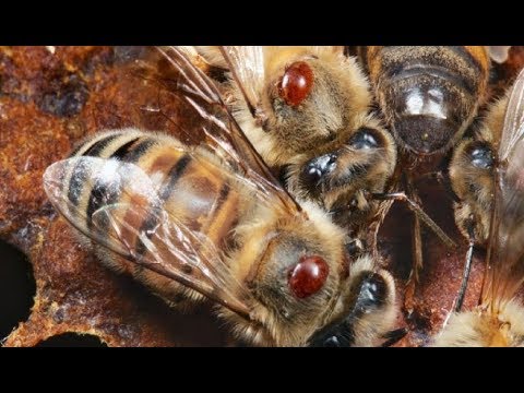 Пчеловодство. Борьба с клещом Varroa. Апидез полоски от клеща. Обработка пчёл от варроатоза.