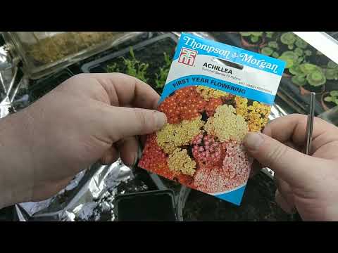 ACHILLEA   A to Z  complete guide to grow from seed