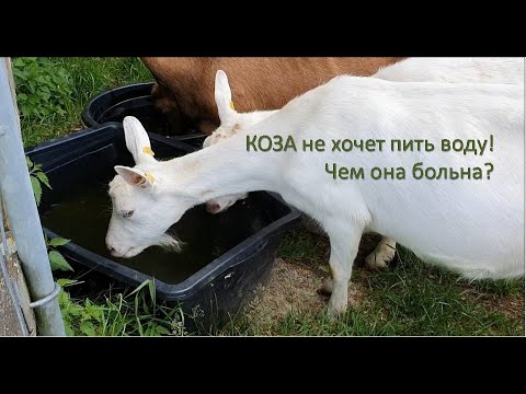 , title : 'Почему коза не пьет воду//Сколько козе нужно воды