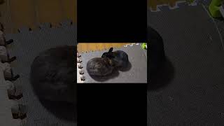 【癒やし】ウサギ団子が現れました（笑）【一緒にぬくぬくしたい】#うさぎ #うさぎ専門店 #ウサギ