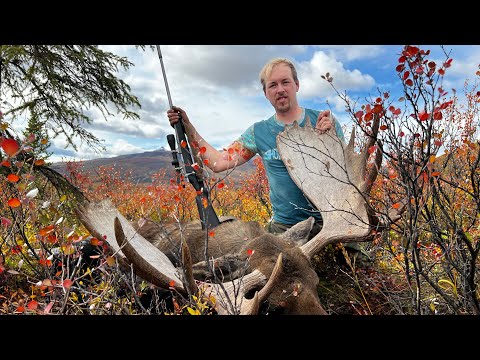 Moose Hunting Alaska Self Guided Hunt