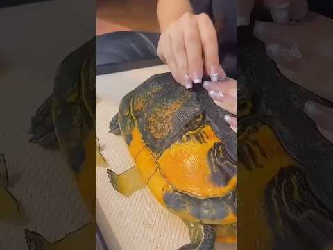 Turtle keeping tips everyone should know