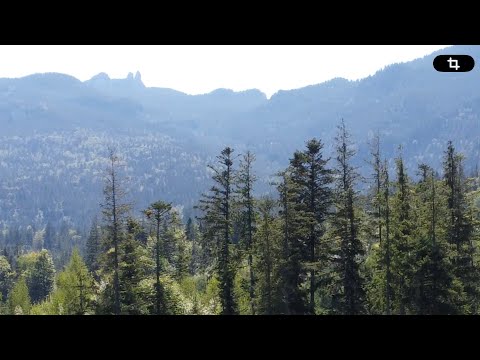 Teren 2.3ha cu 3 locuri de casa in muntii Rarau Bucovina — Video