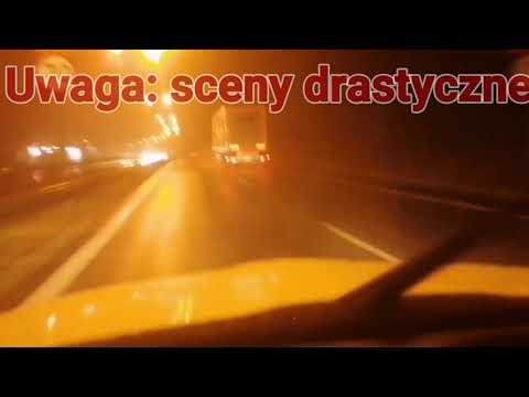 Spotkanie ze stadem dzików na DK86 na Giszowcu... Film tylko dla dorosłych. Sceny drastyczne