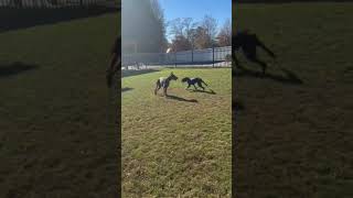 Video preview image #1 Borador Puppy For Sale in Kennesaw, GA, USA