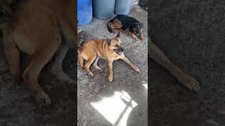 Video preview image #1 Mutt Puppy For Sale in Escondido, CA, USA