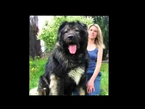 Spanish invention: Collar de la brilla en la oscuridad