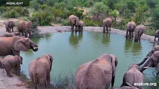 Africam Rosie's Pan | Highlights