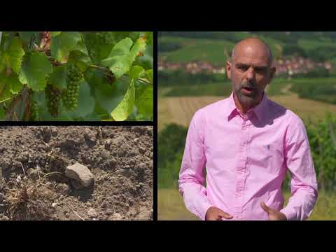 Guild of Sommeliers 10'film #DiscoverAlsace #DrinkAlsace