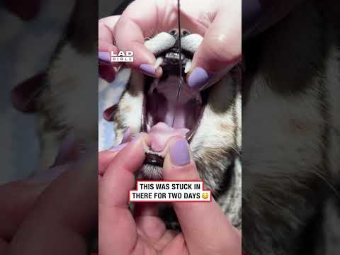 My cat kept retching but I had no idea this was why 🫣 #fblifestyle #cats