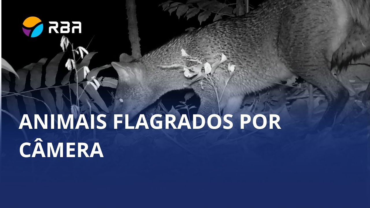 Animais são flagrados por câmera escondida na Estação Experimental da Epagri em Itajaí