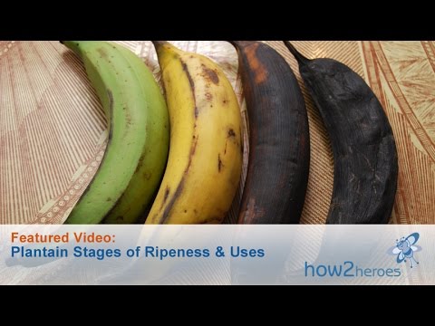 download lagu mp3 mp4 Fried Plantains Green Or Yellow, download lagu Fried Plantains Green Or Yellow gratis, unduh video klip Fried Plantains Green Or Yellow