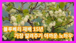 블루베리재배 15년 가장 알려주기 아까운 노하우 블루베리,하지전정 가지치기,전지  조경수,관상수  블루베리키…
