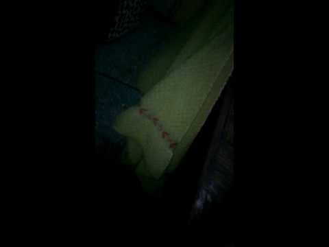 Perro con ojos rojos