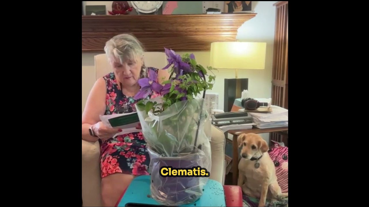 Clematis for Mothers Day!