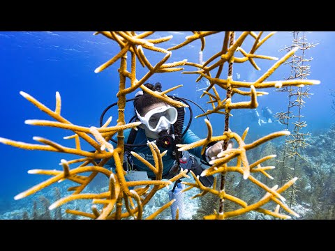 Secrets of Bonaire - The Reef