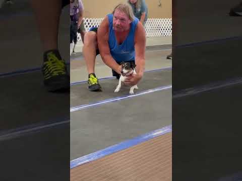 Is a Jack Russell the fastest dog?