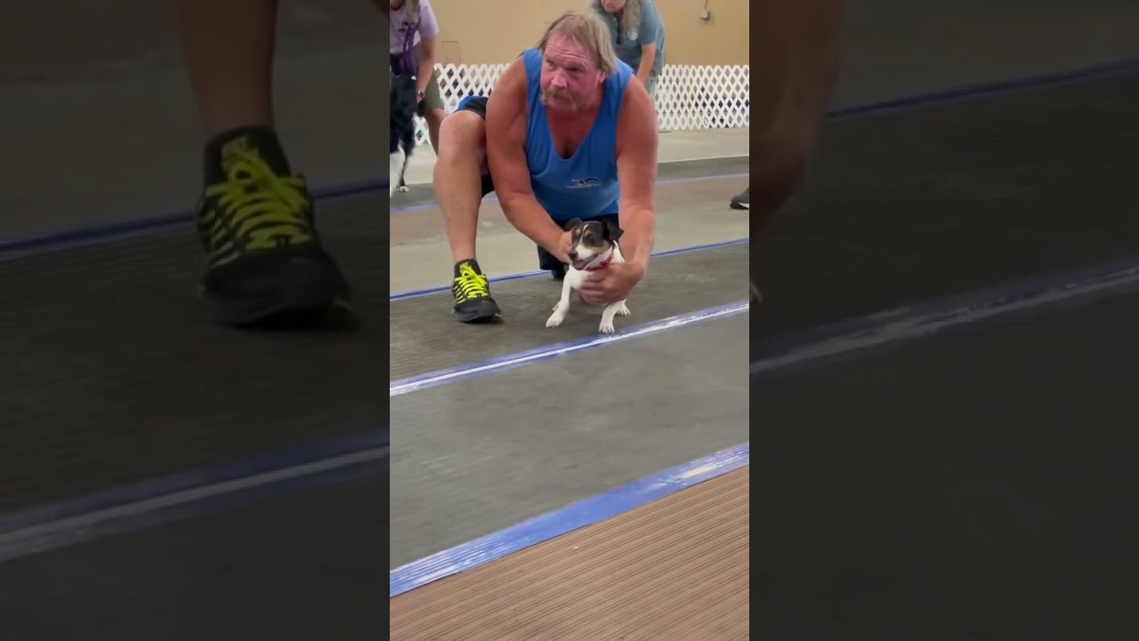 Is a Jack Russell the fastest dog?