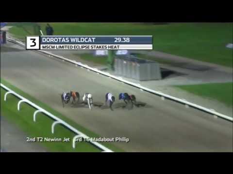 2018 MSCN ECLIPSE STAKES - HEAT 4 - T3 DOROTAS WILDCAT