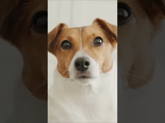 Vídeo relacionado con Juguetes de la Cataña, Bastón De Con Campanilla - Juegos para Animales de Interior y Exterior Entrenamiento Escalada Estimulación Mental Simulación Caza Ejercicio