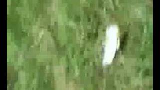 zucchini drive - sombrecity (2006)