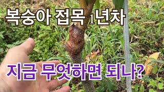 복숭아 접목 1년차에서 해야할 일