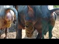 Buffalo Dung Video 2023 Buffalo Pooping Video Safar Gav Ka