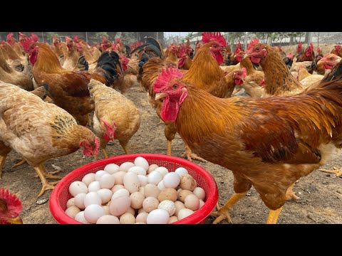 Get rich from free range chicken farming model - How to raise healthy chickens - Poultry business