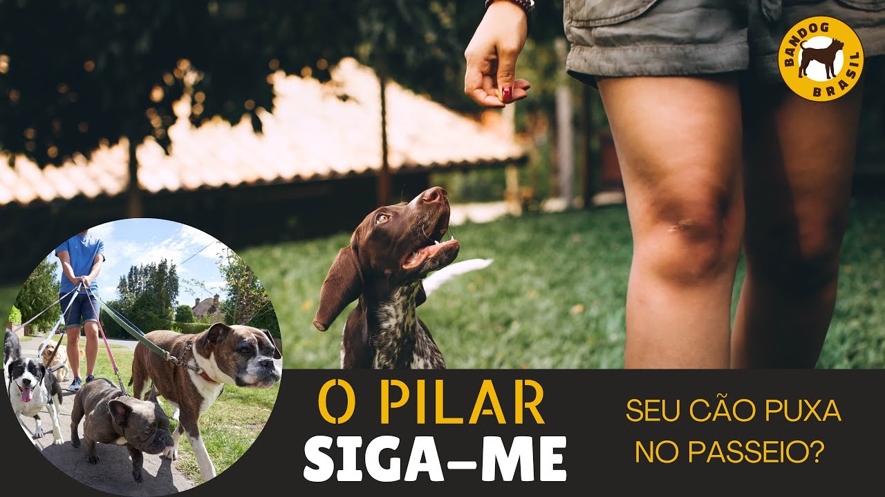 Seu cão puxa na GUIA? Entenda o "SIGA-ME"