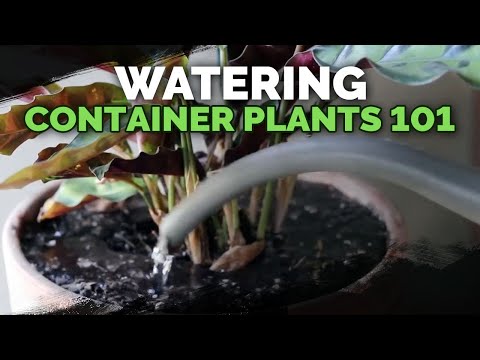 Watering Container Plants: Everything You Need to Know | 💦🌱