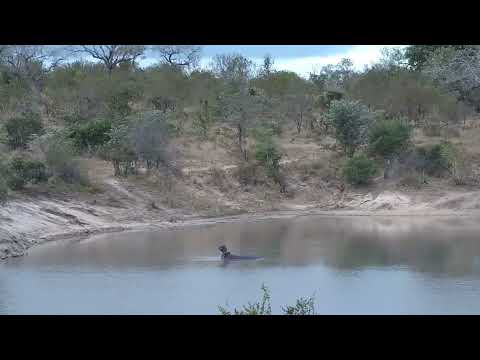 Djuma: Egyptian Geese, Hippo and Impalas - 15:42 - 07/12/2023