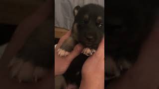 Video preview image #7 German Shepherd Dog-Siberian Husky Mix Puppy For Sale in LOS GATOS, CA, USA