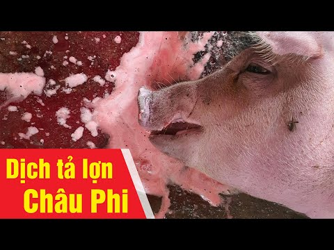 , title : 'Dịch tả lợn châu Phi | Biểu hiện triệu chứng bệnh tích | Cách phòng tránh'