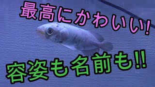 最高にかわいい熱帯魚『ヘテロティス』を撮影!　簡単解説付き【熱帯魚,アクアリウム,ナイルアロワナ】