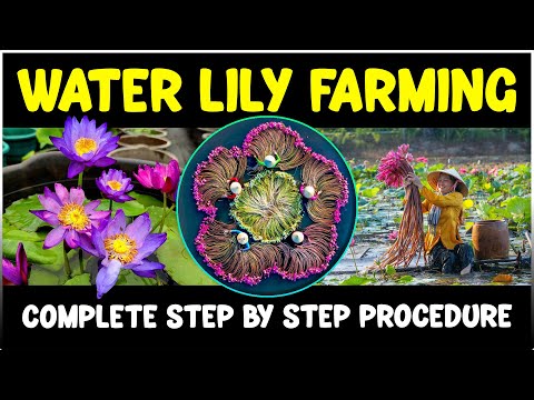 Water Lily Farming: The Beginner's Blueprint for HUGE Profit!