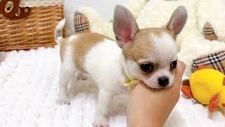 チワワ（スムース）の動画01