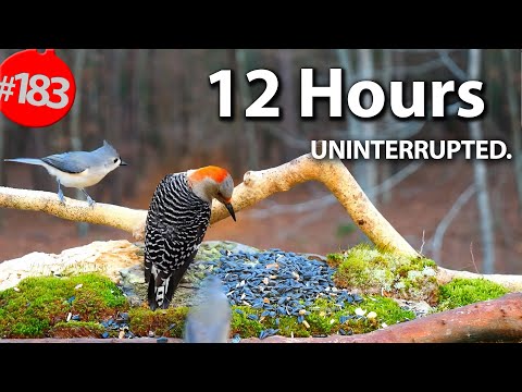 12 Hr. Uninterrupted Cat TV 😻 Best of Compilation of Birds & Squirrels 🐦No Ads @LensMyth