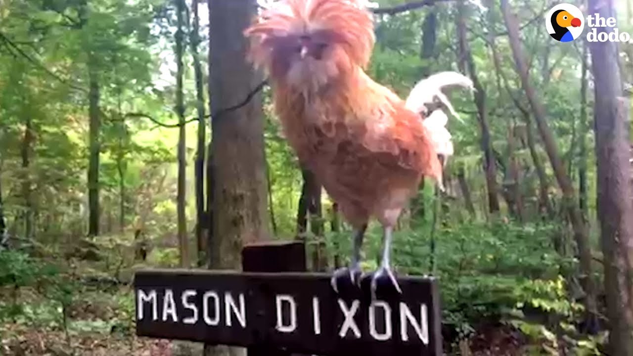 Video thumbnail for Hiking woman saves rooster on Appalachian Trail.