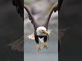 MUST SEE Insane Eagle Devours Fish Whole While Flying Wildlife Birds Eagles