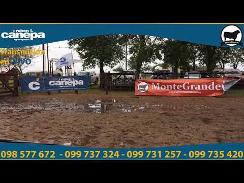 Remate anual cabaña Monte Grande - Cánepa Negocios Rurales