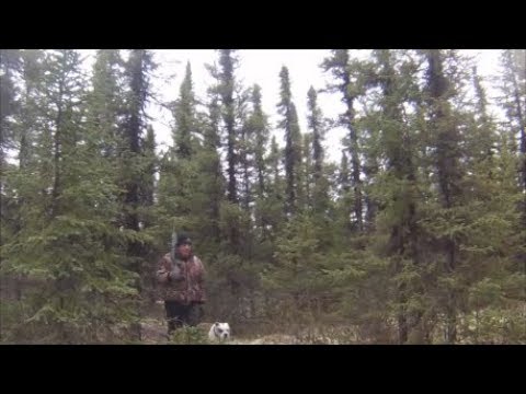 Quick morning grouse hunt in Labrador