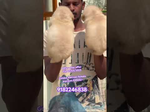 #goldenretriever #pets #pups #goldenretrieverpuppy #goldenretriverworld #dogs #trendingreels