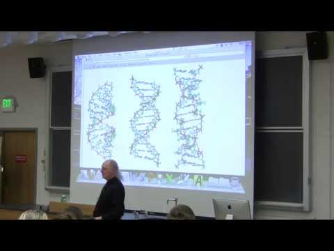 #15 Biochemistry Lecture (DNA Structure and Replication) from Kevin Ahern's BB 350