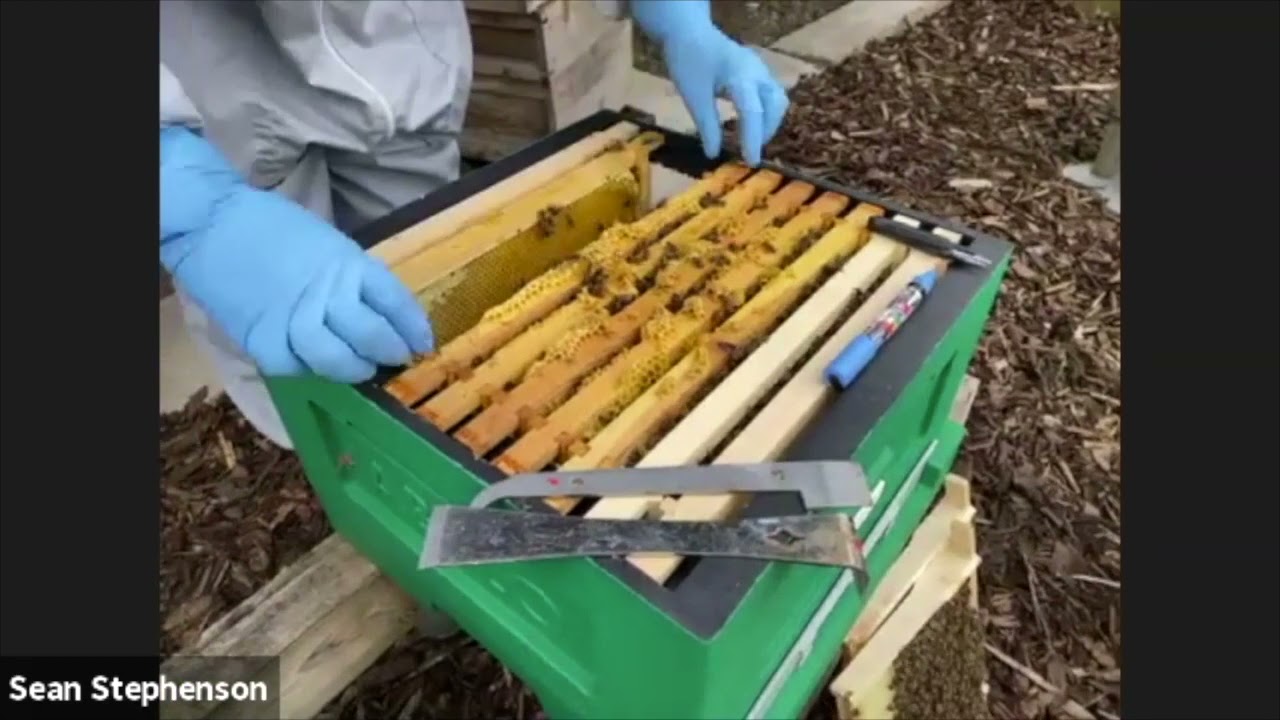 apiary live - Bucks County Beekeepers
