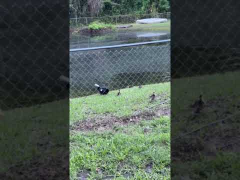 Short video of the new babies !