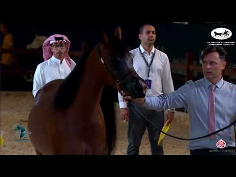 N138 HUDA ALJOURY - The Kingdom Int. Championship For AH 2022 -  Mares 4 - 6 Years Old (Class 4A)