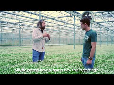 Evanthia On Tour Tanacetum Grower Visit