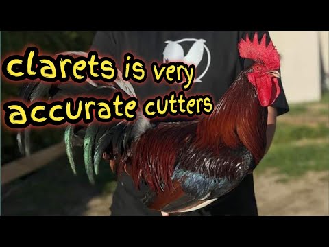 ALL ABOUT CLARET GAMEFOWL | MY PASSION HISTORY