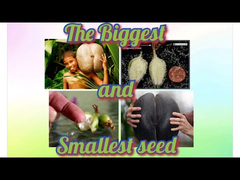 The Biggest and Smallest seeds of the world.