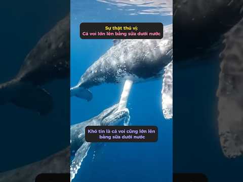 Vì cá voi không có môi nhưng lại có cách bú sữa khó tin nhất  #tangtuvien #shorts